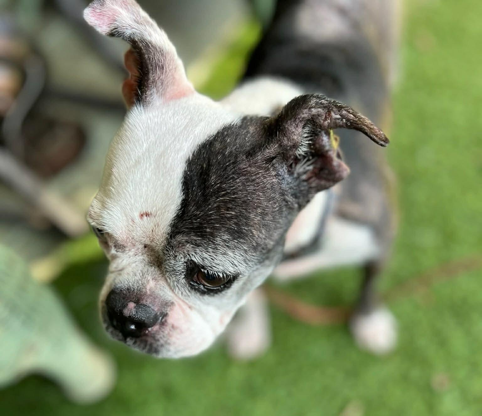 Poppy, Adoptable, Adult Female Boston Terrier.