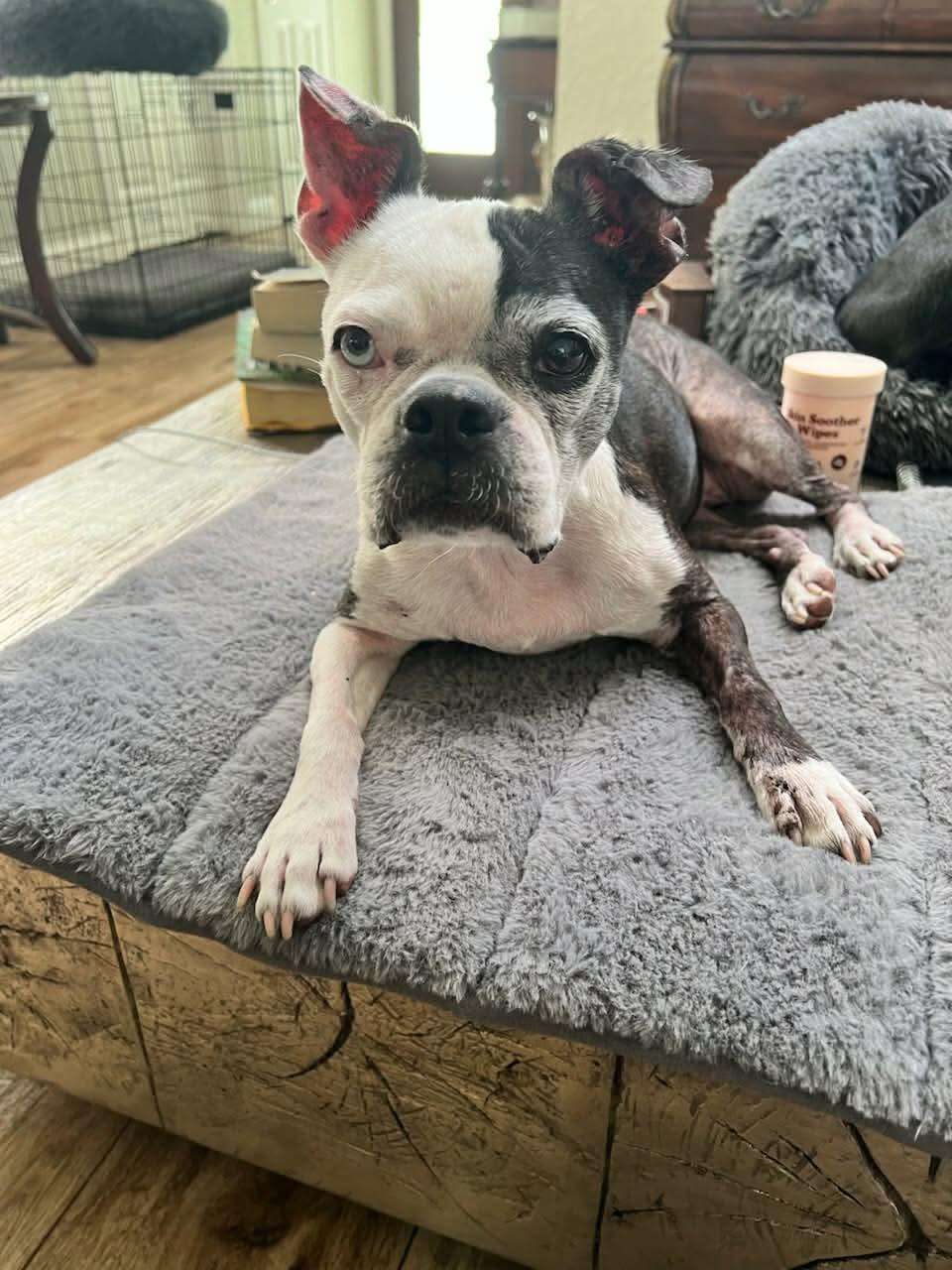 Enlarge Poppy, a Adoptable Boston Terrier in Van Vleck, TX image 2/6