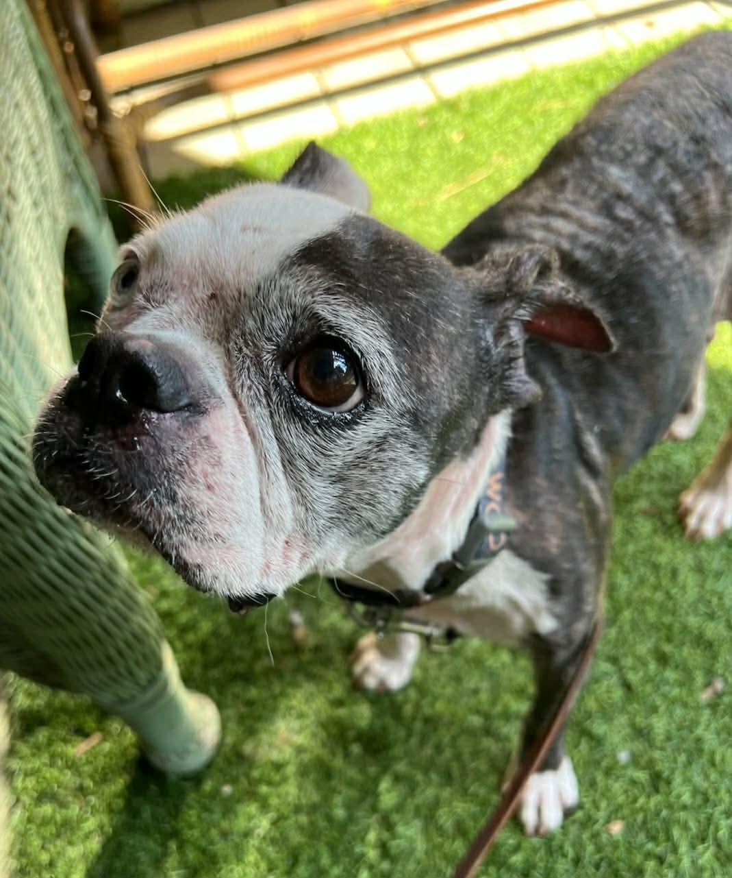 Enlarge Poppy, a Adoptable Boston Terrier in Van Vleck, TX image 3/6
