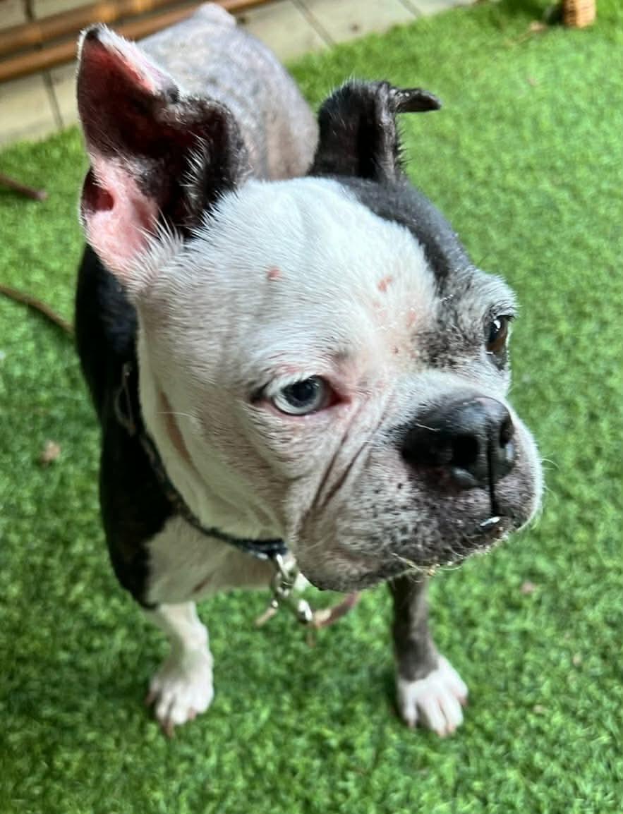 Enlarge Poppy, a Adoptable Boston Terrier in Van Vleck, TX image 4/6