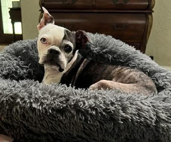 Enlarge Poppy, a Adoptable Boston Terrier in Van Vleck, TX image 5/6