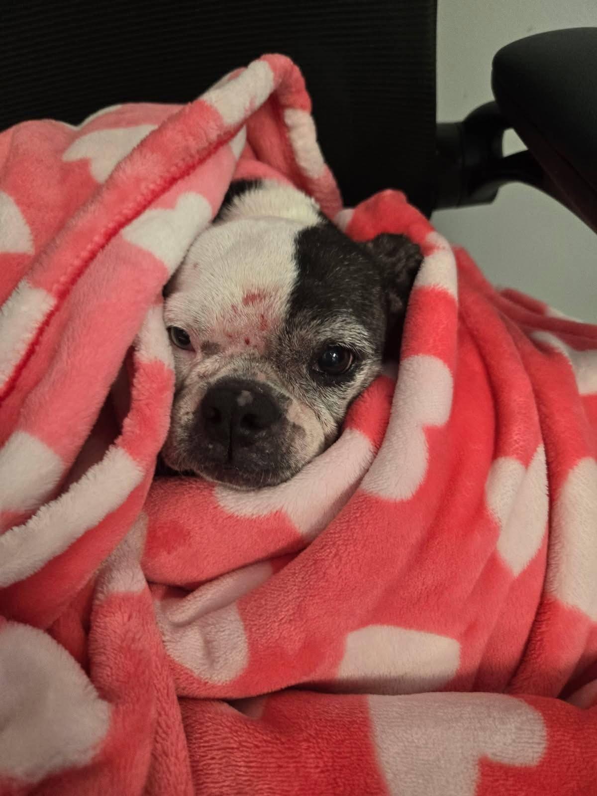 Enlarge Poppy, a Adoptable Boston Terrier in Van Vleck, TX image 6/6