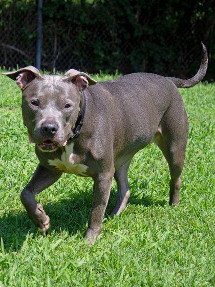 Princess, Adoptable, Adult Female Mixed Breed & Mixed Breed.