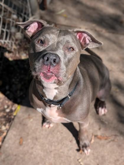 Princess, a Adoptable Mixed Breed in West Chester, PA image 2/3