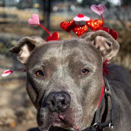 Princess, a Adoptable Mixed Breed in West Chester, PA image 3/3
