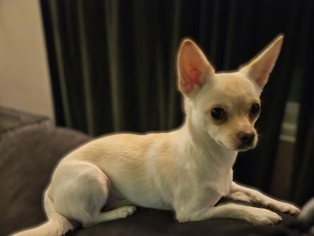 Rosie Charlotte (RC), ADOPTABLE, Young Female Chihuahua.