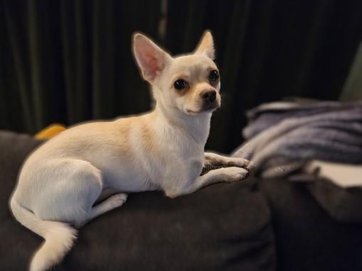 Enlarge Rosie Charlotte (RC), a ADOPTABLE mixed breed in Kellogg, ID image 2/4