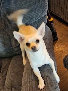 Enlarge Rosie Charlotte (RC), a ADOPTABLE mixed breed in Kellogg, ID image 3/4