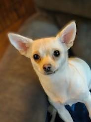 Enlarge Rosie Charlotte (RC), a ADOPTABLE mixed breed in Kellogg, ID image 4/4