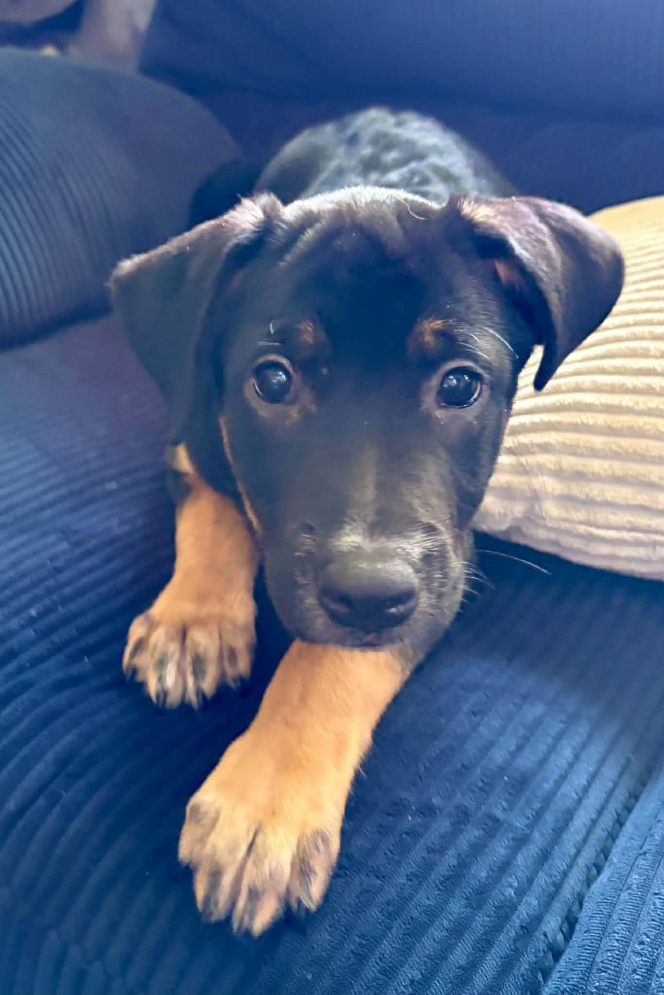Peanut Butter, Adoptable, Young Male Australian Cattle Dog / Blue Heeler & Labrador Retriever.