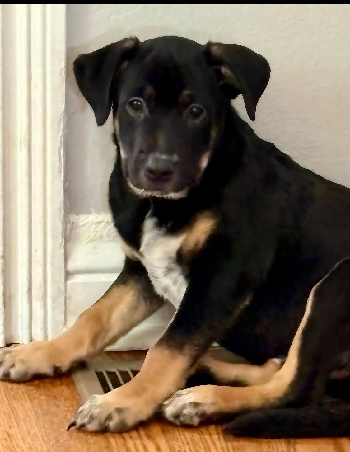 Enlarge Peanut Butter, a Adoptable mixed breed in Fenton, MO image 2/2
