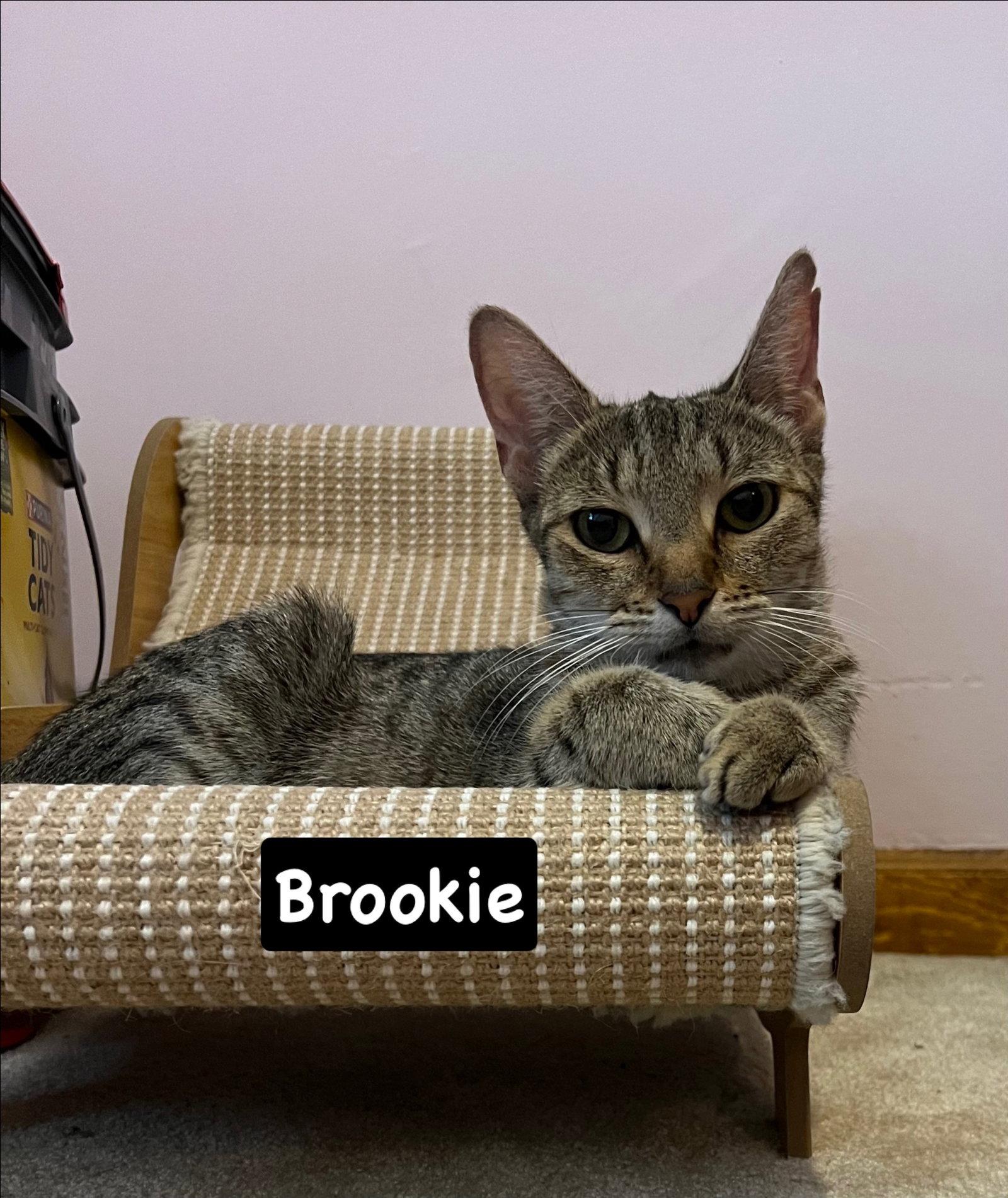 Enlarge Brookie, a Adoptable mixed breed in Yardley, PA image 1/1
