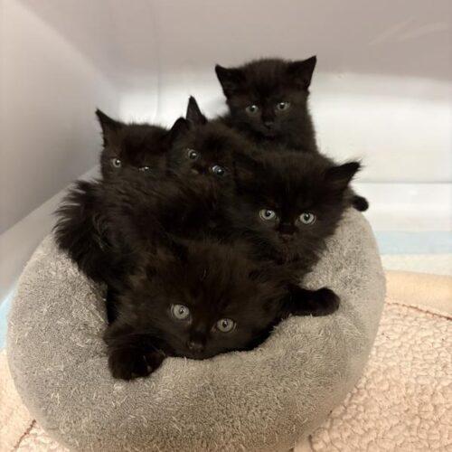 Enlarge Mystry, a Adoptable Domestic Short Hair in Tampa, FL image 1/6