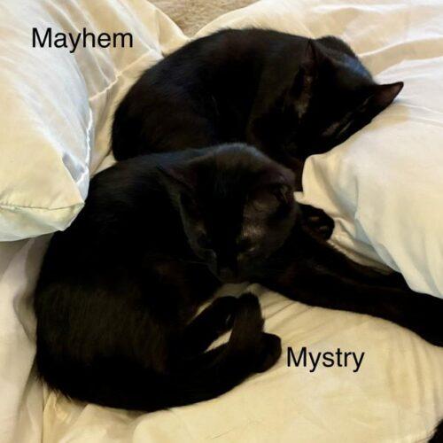 Enlarge Mystry, a Adoptable Domestic Short Hair in Tampa, FL image 2/6