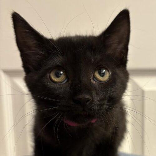 Enlarge Mystry, a Adoptable Domestic Short Hair in Tampa, FL image 3/6