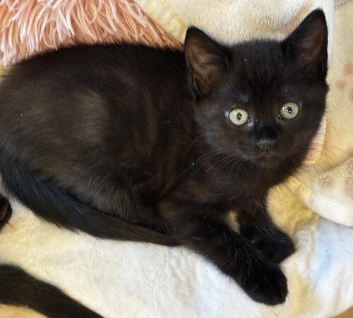 Enlarge Mystry, a Adoptable Domestic Short Hair in Tampa, FL image 4/6