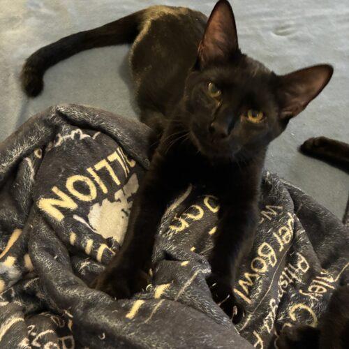 Enlarge Mystry, a Adoptable Domestic Short Hair in Tampa, FL image 5/6