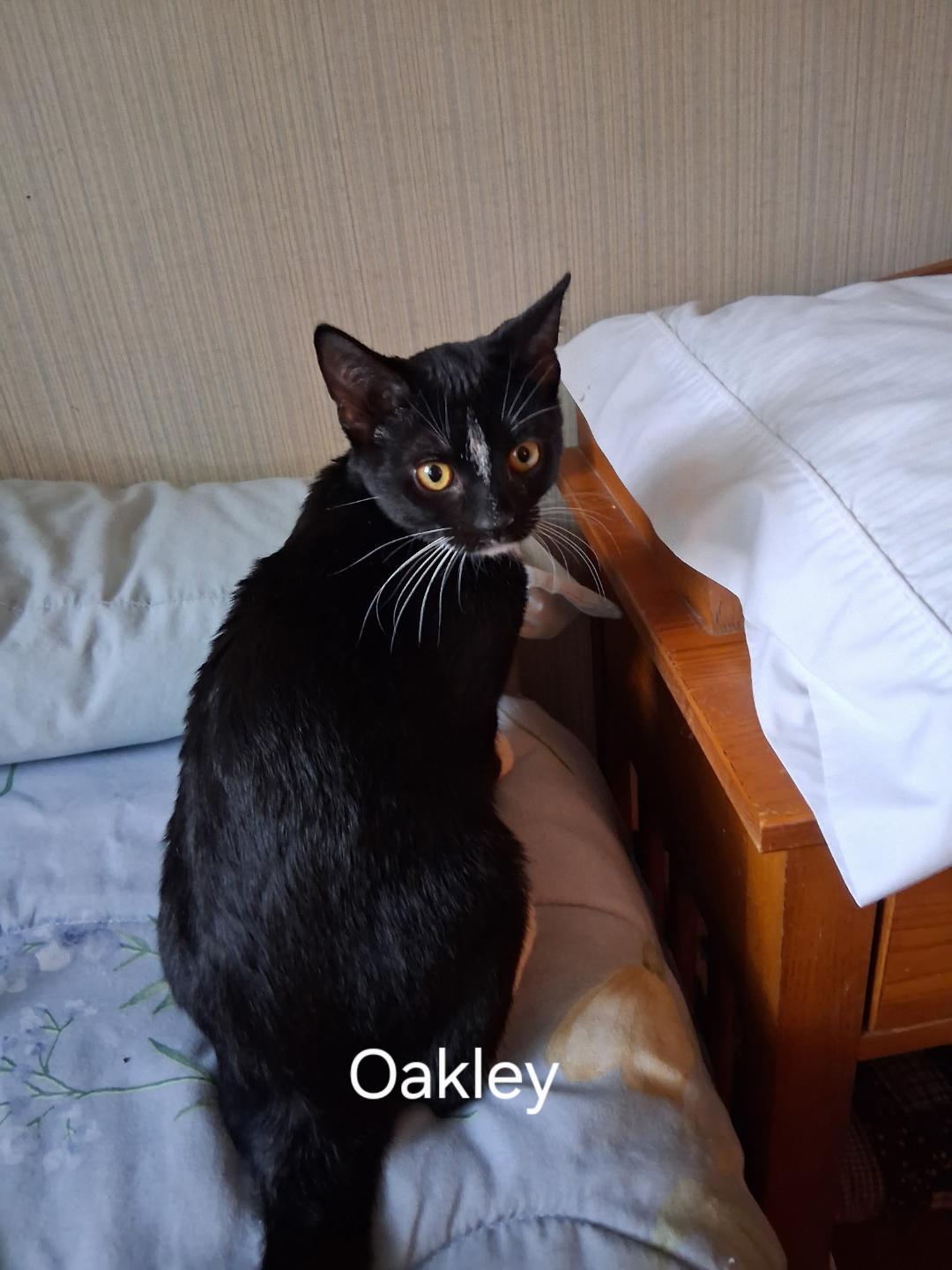 Oakley