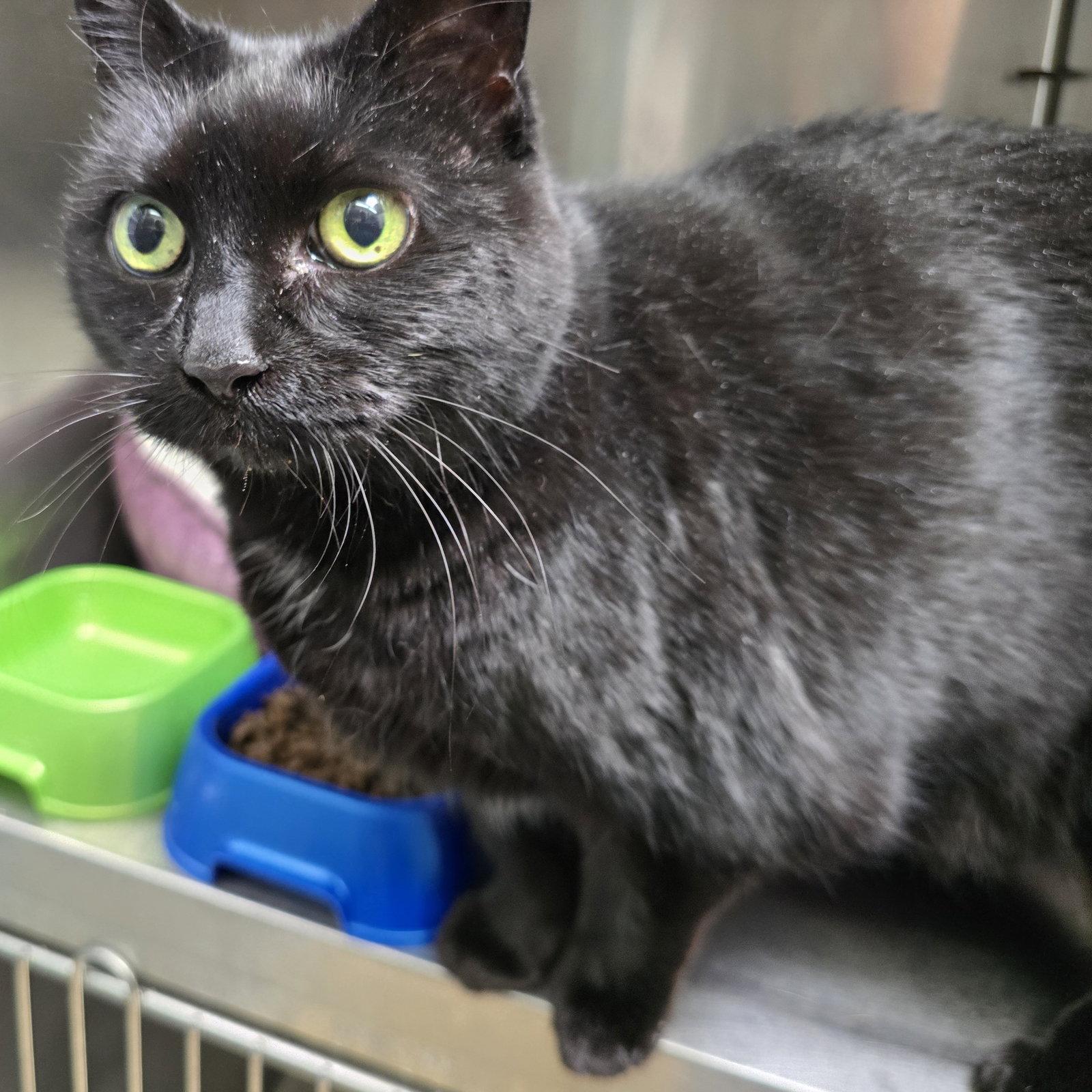 Enlarge Sparkle, a Adopted Domestic Short Hair in Oakland, CA image 2/2