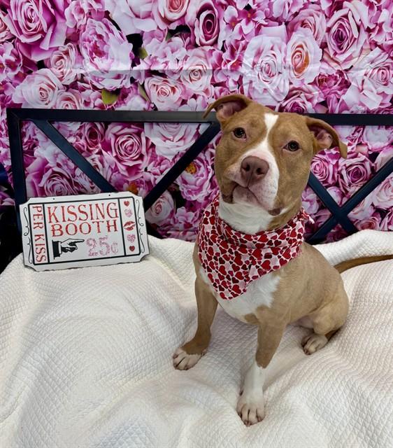 Enlarge LUCKY, a Adoptable mixed breed in Kalamazoo, MI image 1/1