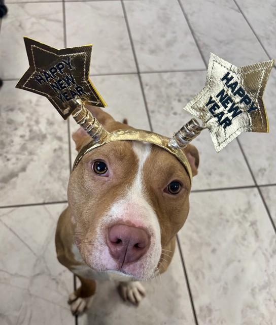 LUCKY, Adoptable, Young Male Staffordshire Bull Terrier & Mixed Breed.