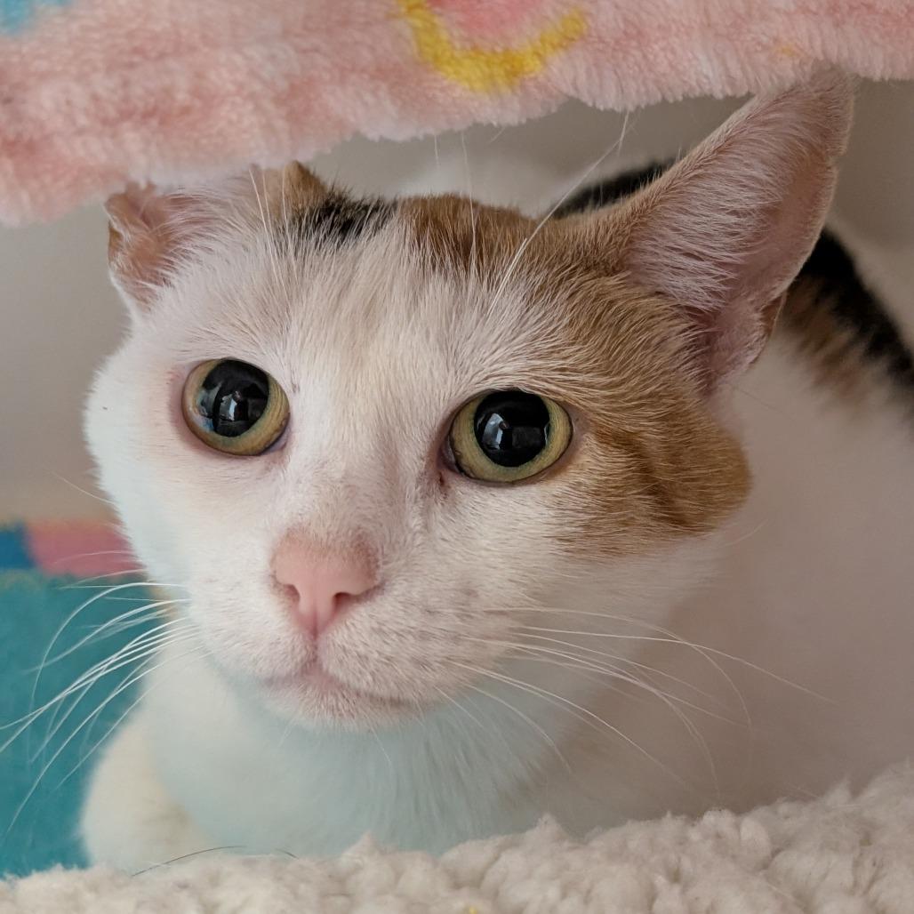 Saloona, a Adoptable Domestic Short Hair in Watertown, NY image 1/2