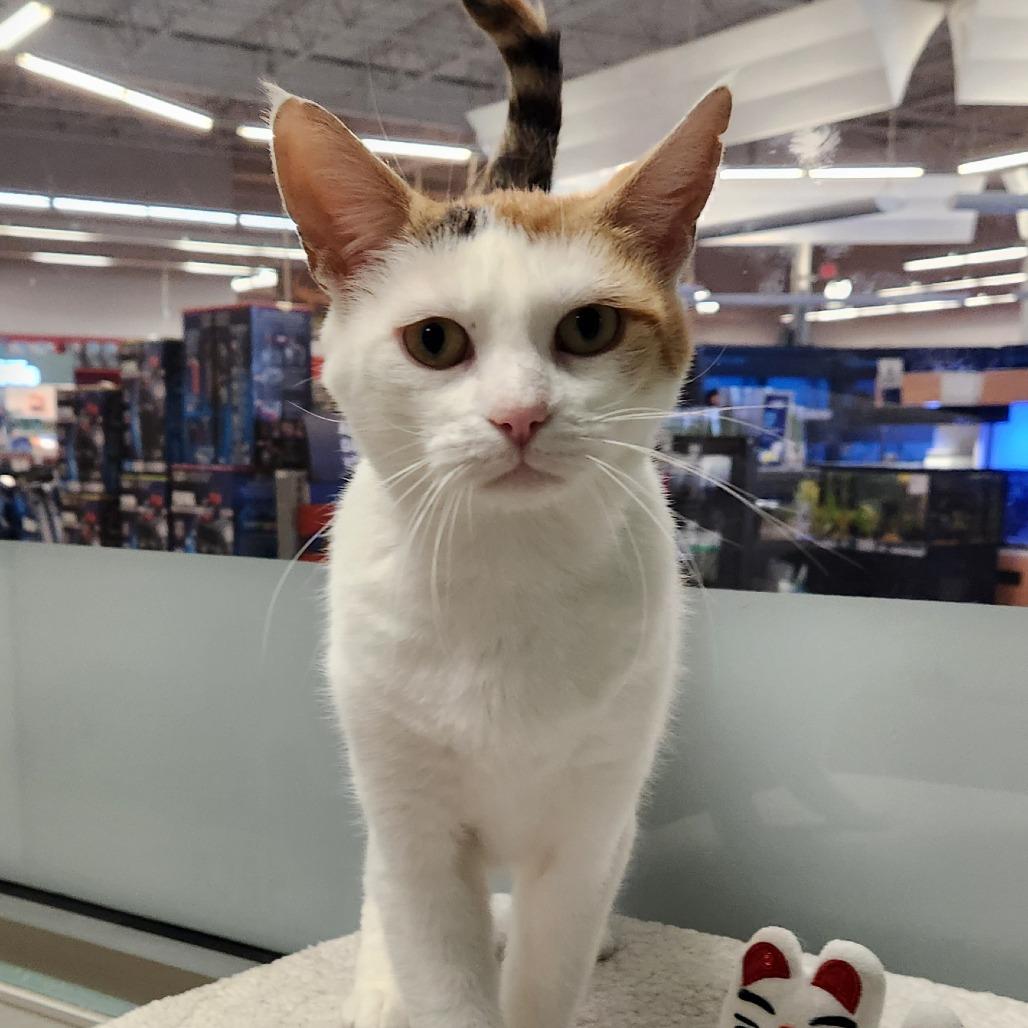 Saloona, a Adoptable Domestic Short Hair in Watertown, NY image 2/2