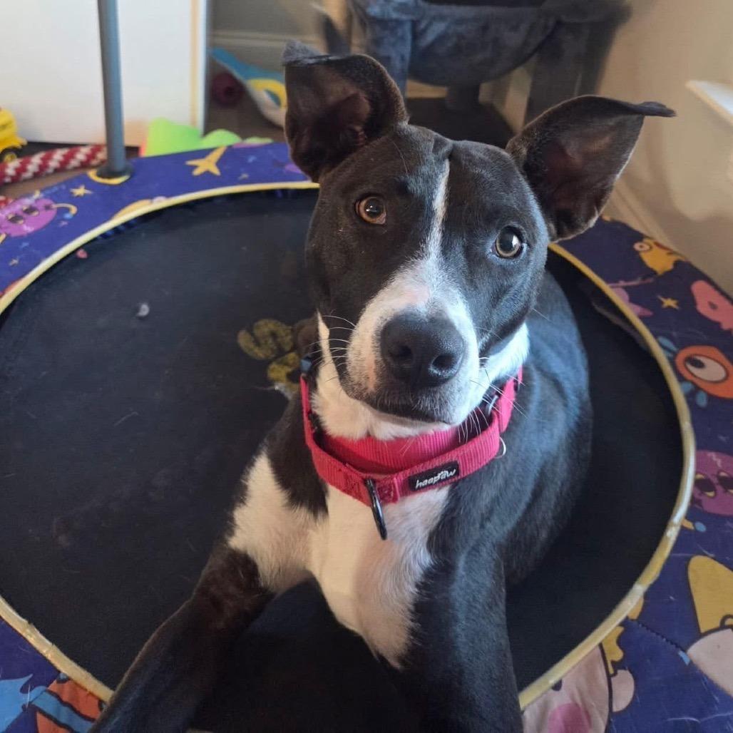 Atlas Orion — thumbnail 2