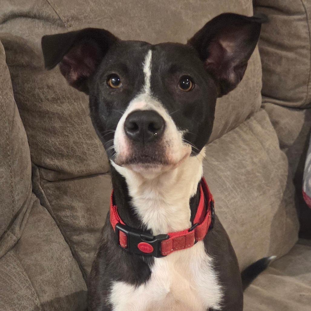 Atlas Orion — thumbnail 3