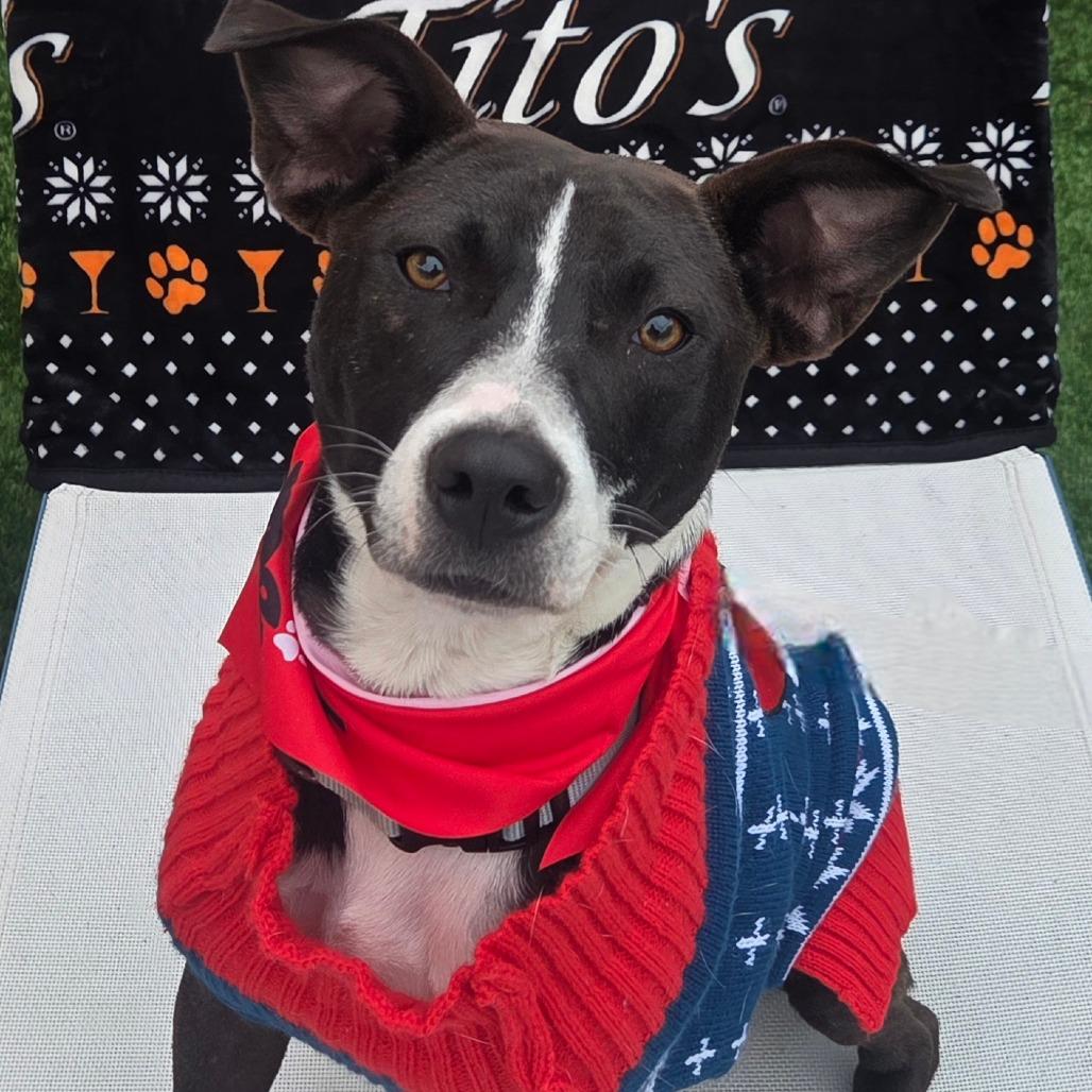 Atlas Orion — thumbnail 4