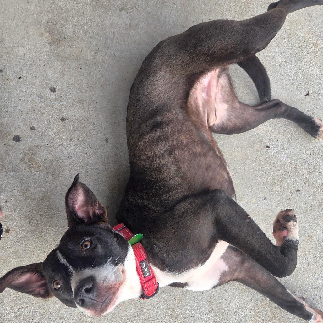 Atlas Orion — thumbnail 5