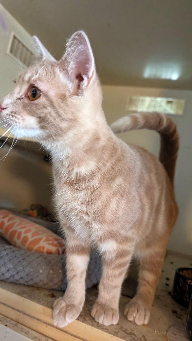 Enlarge Peter Pan, a Adoptable Tabby in Noblesville, IN image 1/1