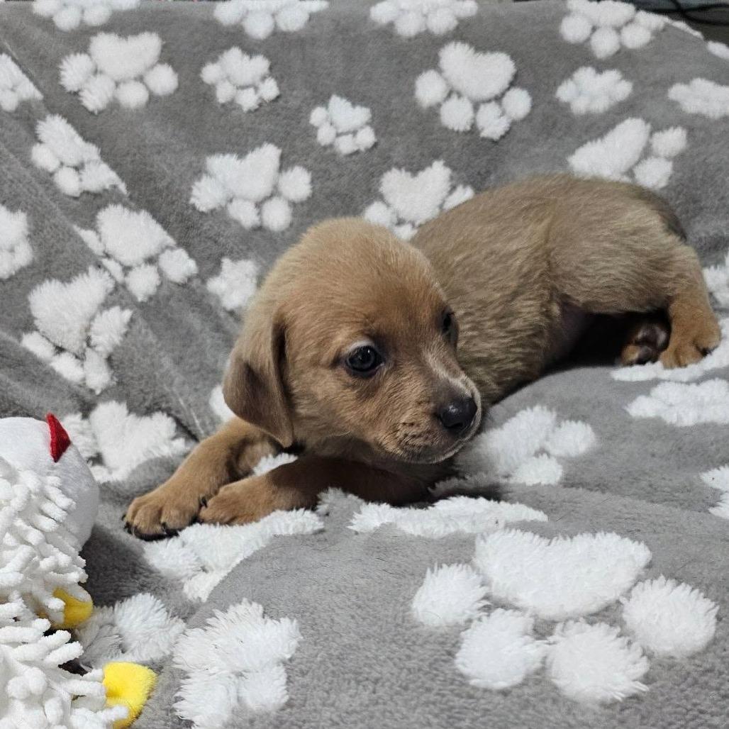 Betty, Adoptable, Puppy Female Mixed Breed.