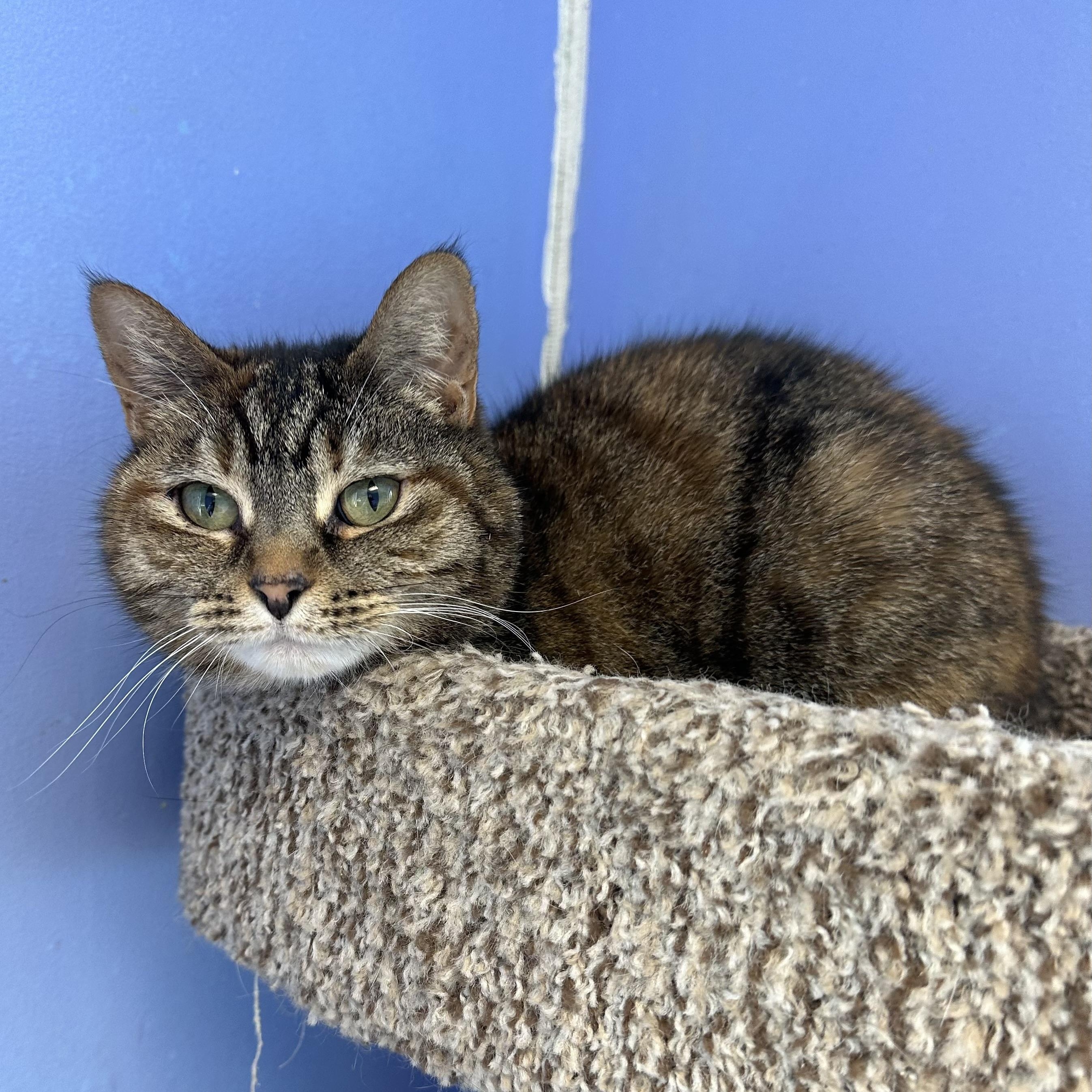 Obi, adoptable, Adult Female Domestic Short Hair.