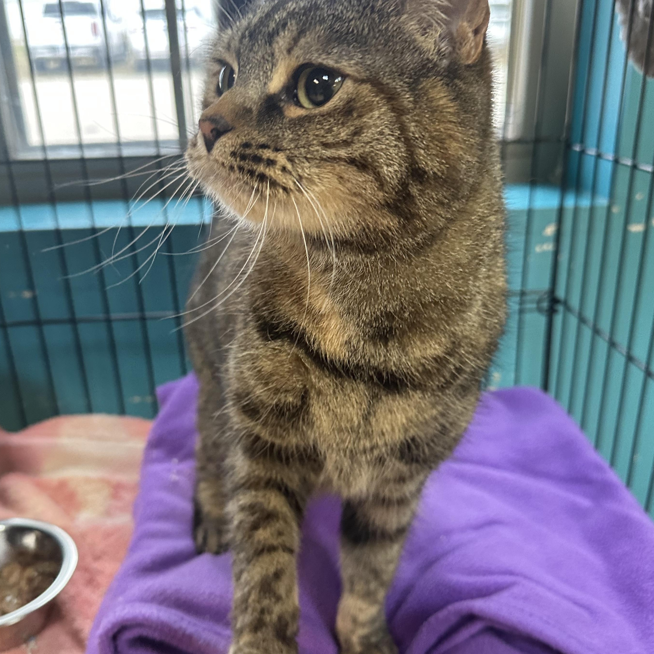 Obi, an adoptable Domestic Short Hair in Brookings, SD image 2/2