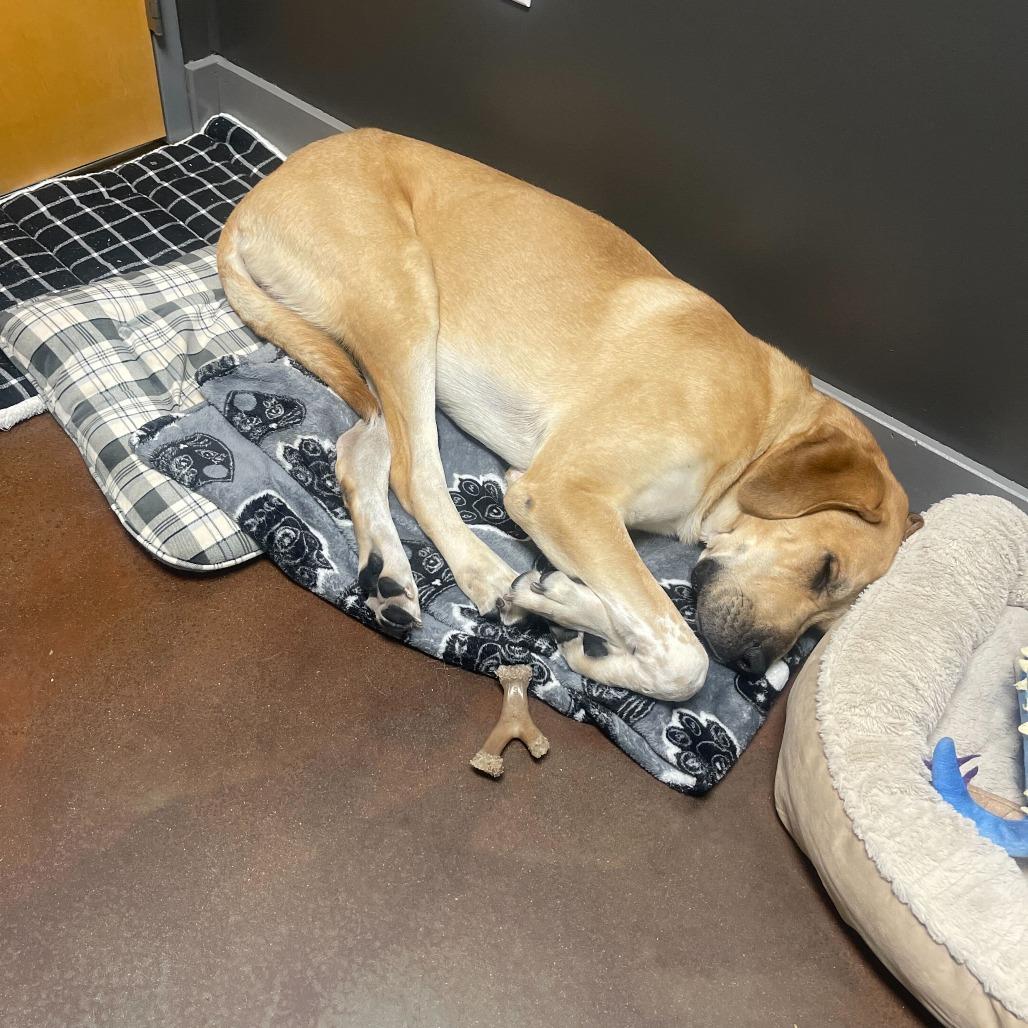 Enlarge Banjo, a Adoptable mixed breed in Fuquay Varina, NC image 2/4