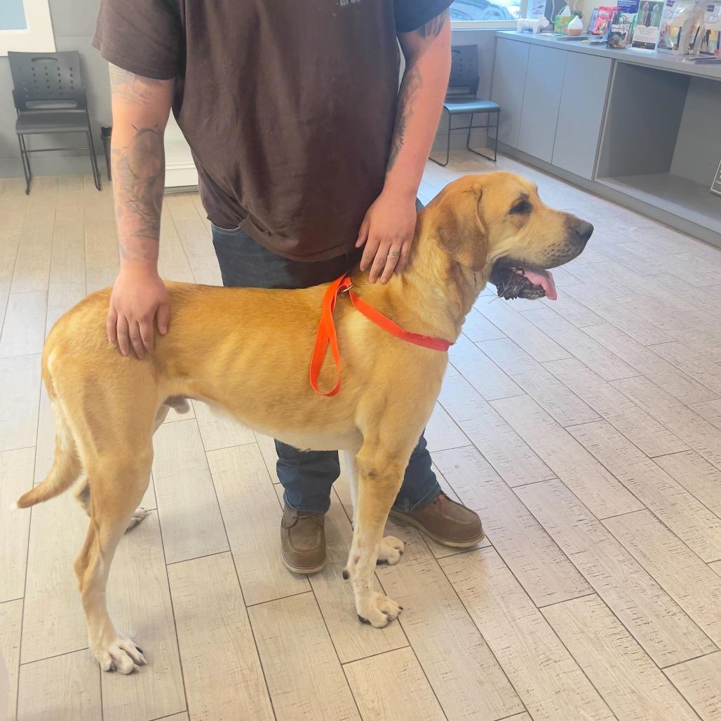 Enlarge Banjo, a Adoptable mixed breed in Fuquay Varina, NC image 3/4