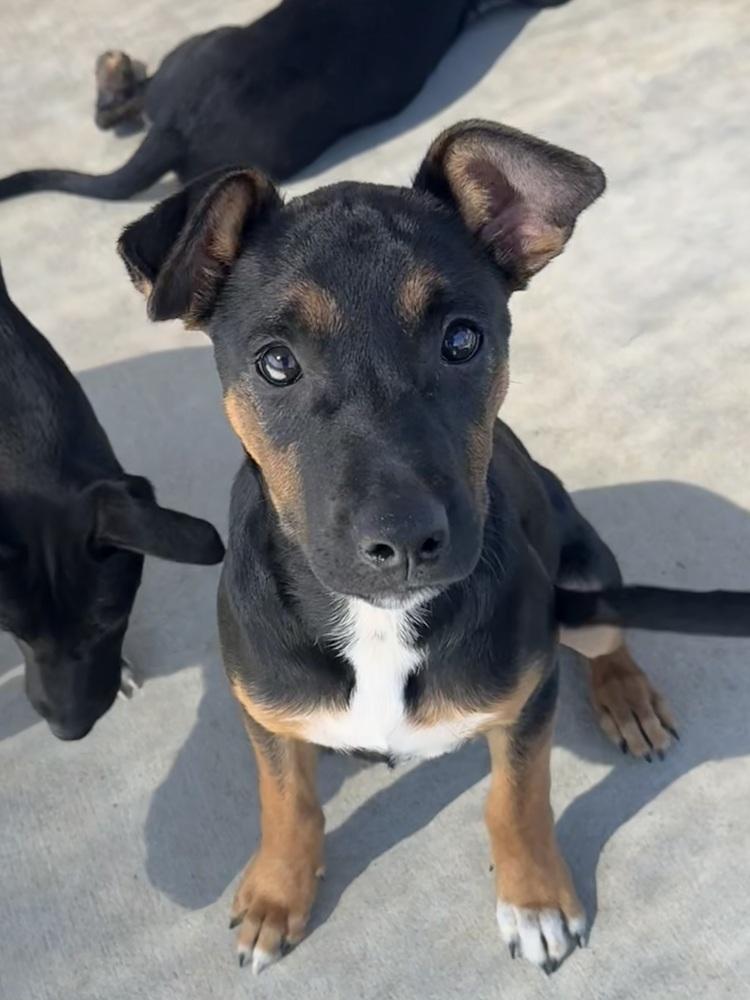 Cyrus, Adopted, Puppy Male Australian Cattle Dog / Blue Heeler.