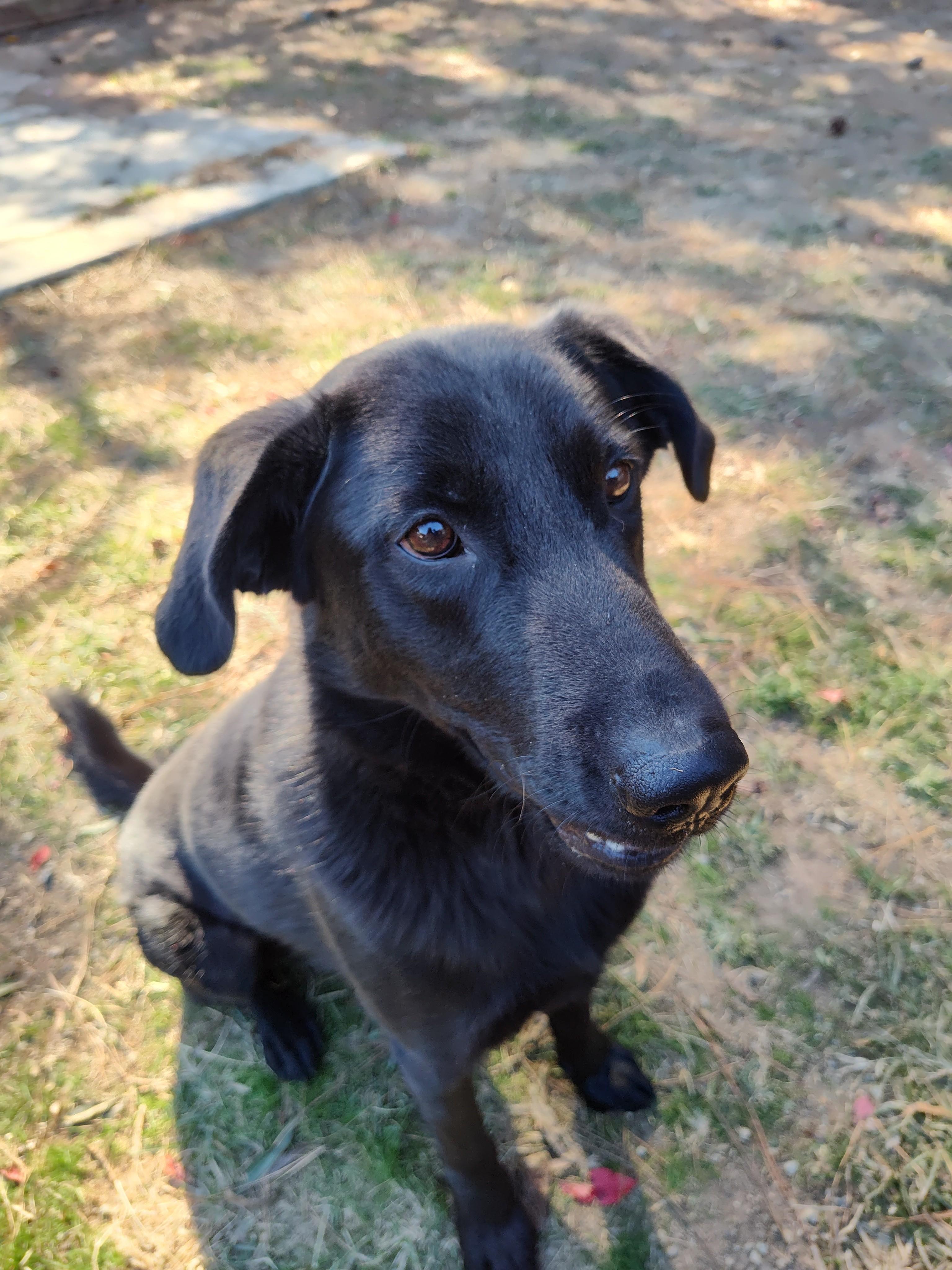 Hank, ADOPTABLE, Young Male Labrador Retriever & German Shepherd Dog.