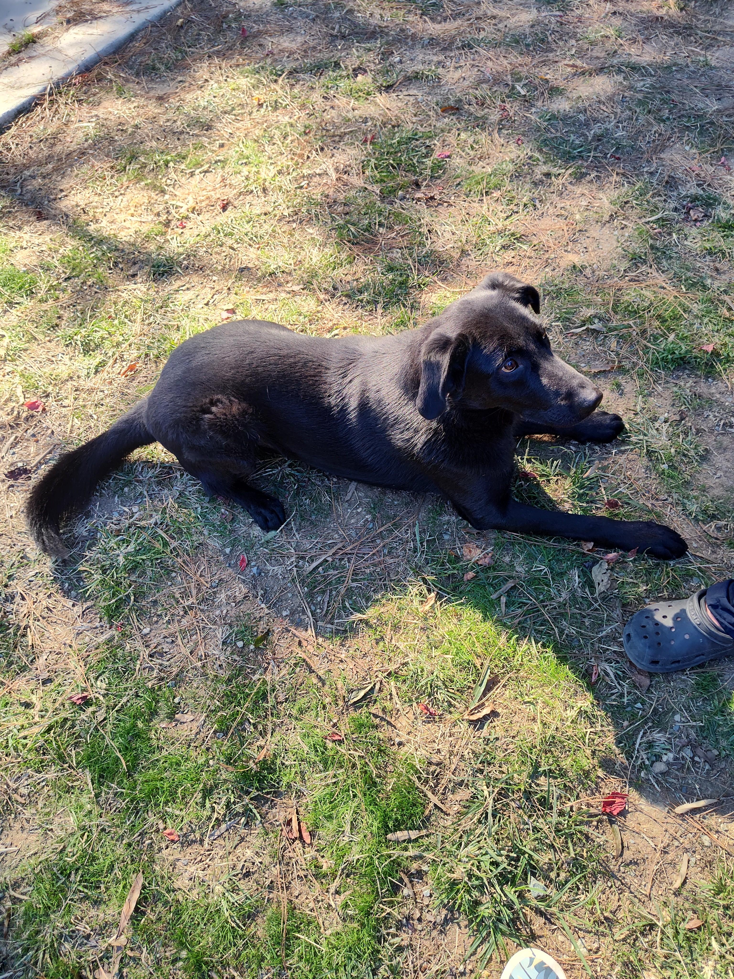 Hank, a ADOPTABLE mixed breed in Siler City, NC image 2/2