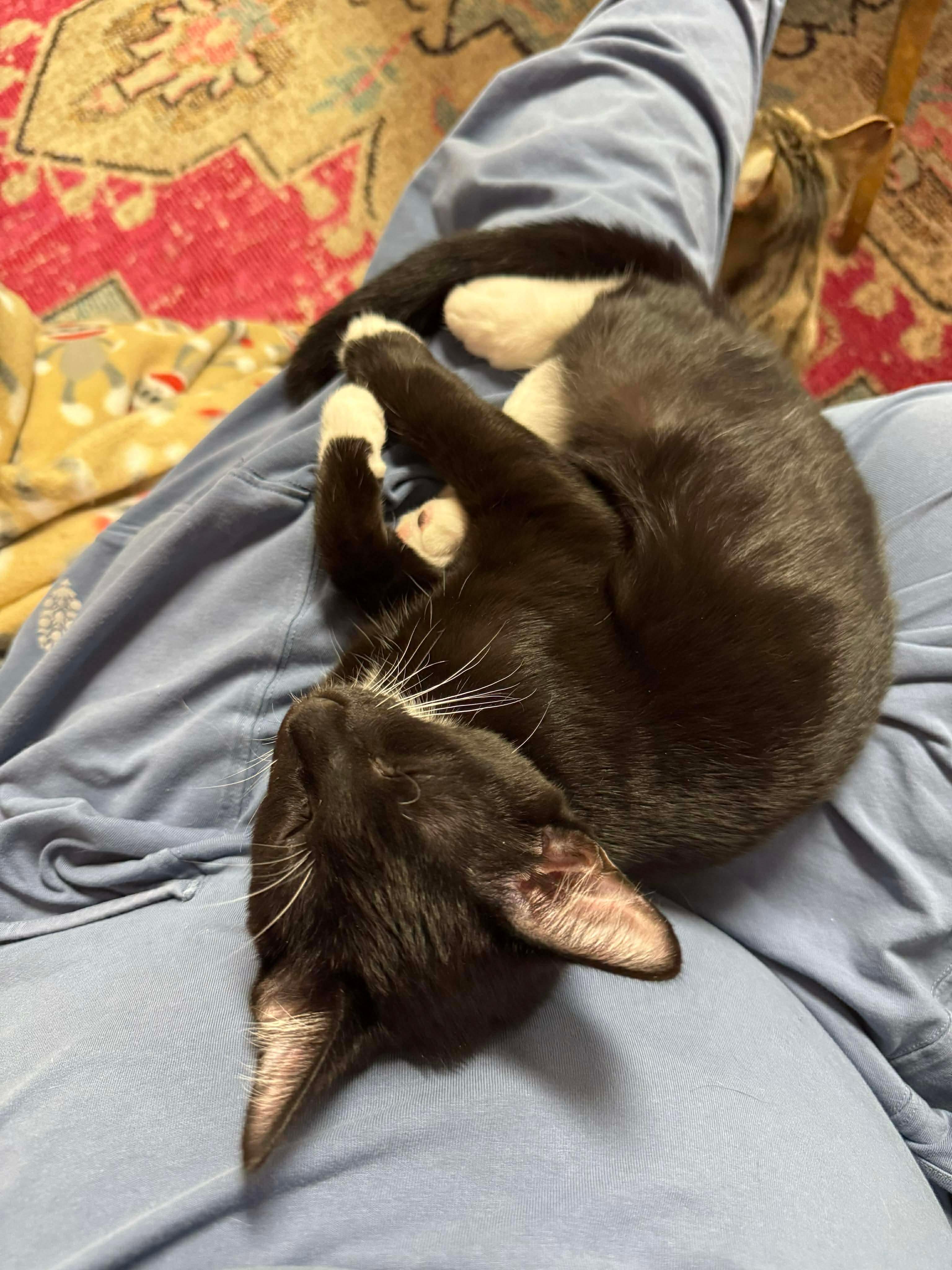 Enlarge Clove, a Adoptable Domestic Short Hair in Randolph, AL image 2/4