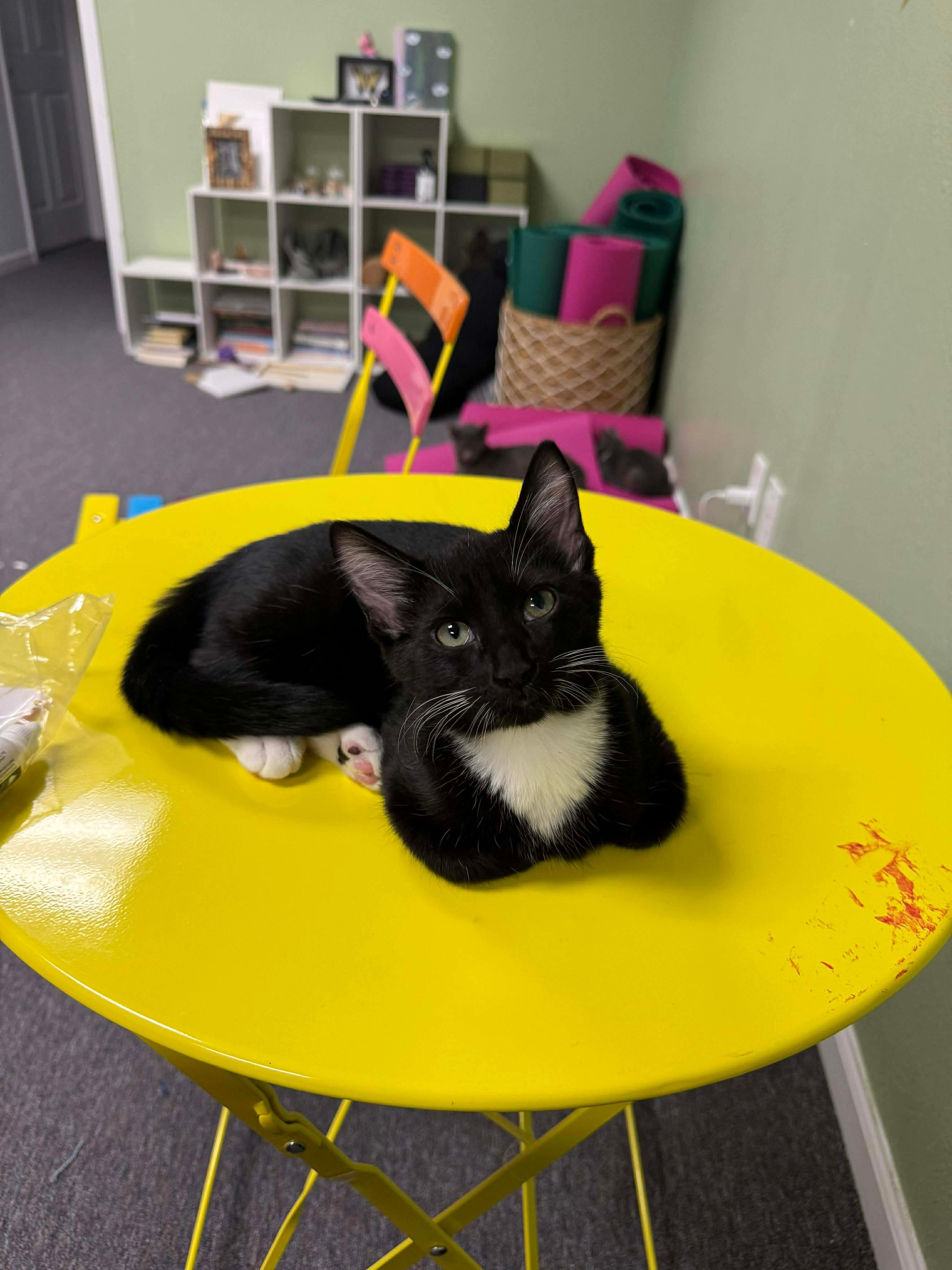 Enlarge Clove, a Adoptable Domestic Short Hair in Randolph, AL image 3/4