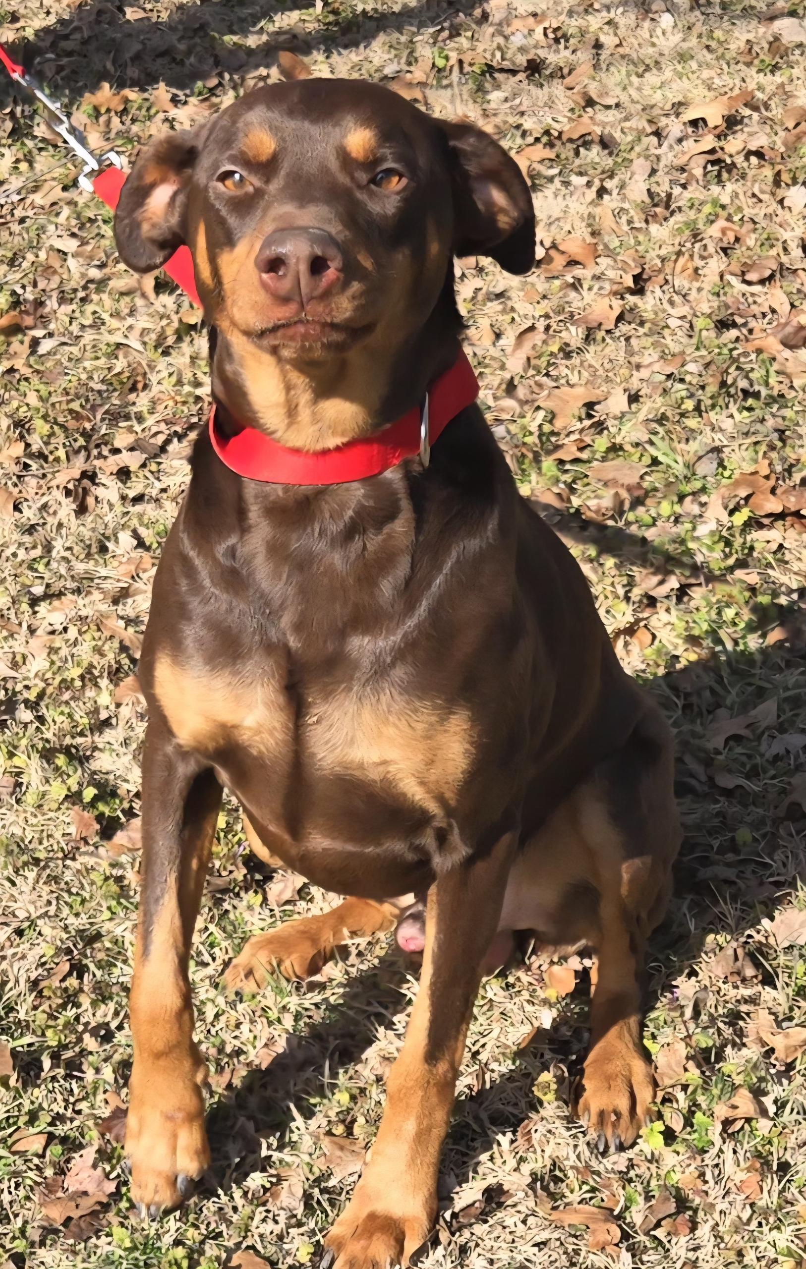 Enlarge LUTHER   $425, an adoptable Doberman Pinscher in Milwaukee, WI image 3/5