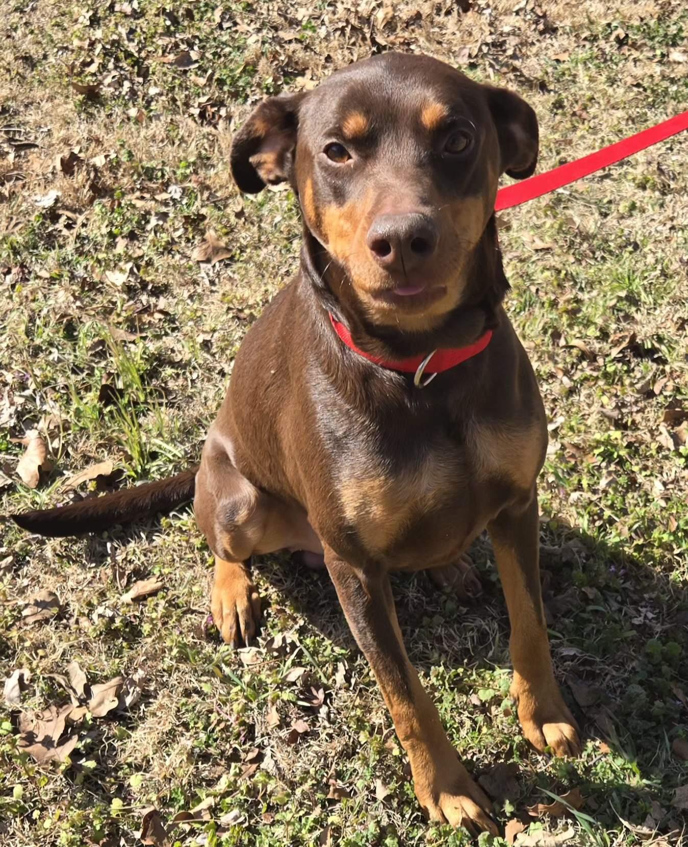 Enlarge LUTHER   $425, an adoptable Doberman Pinscher in Milwaukee, WI image 4/5