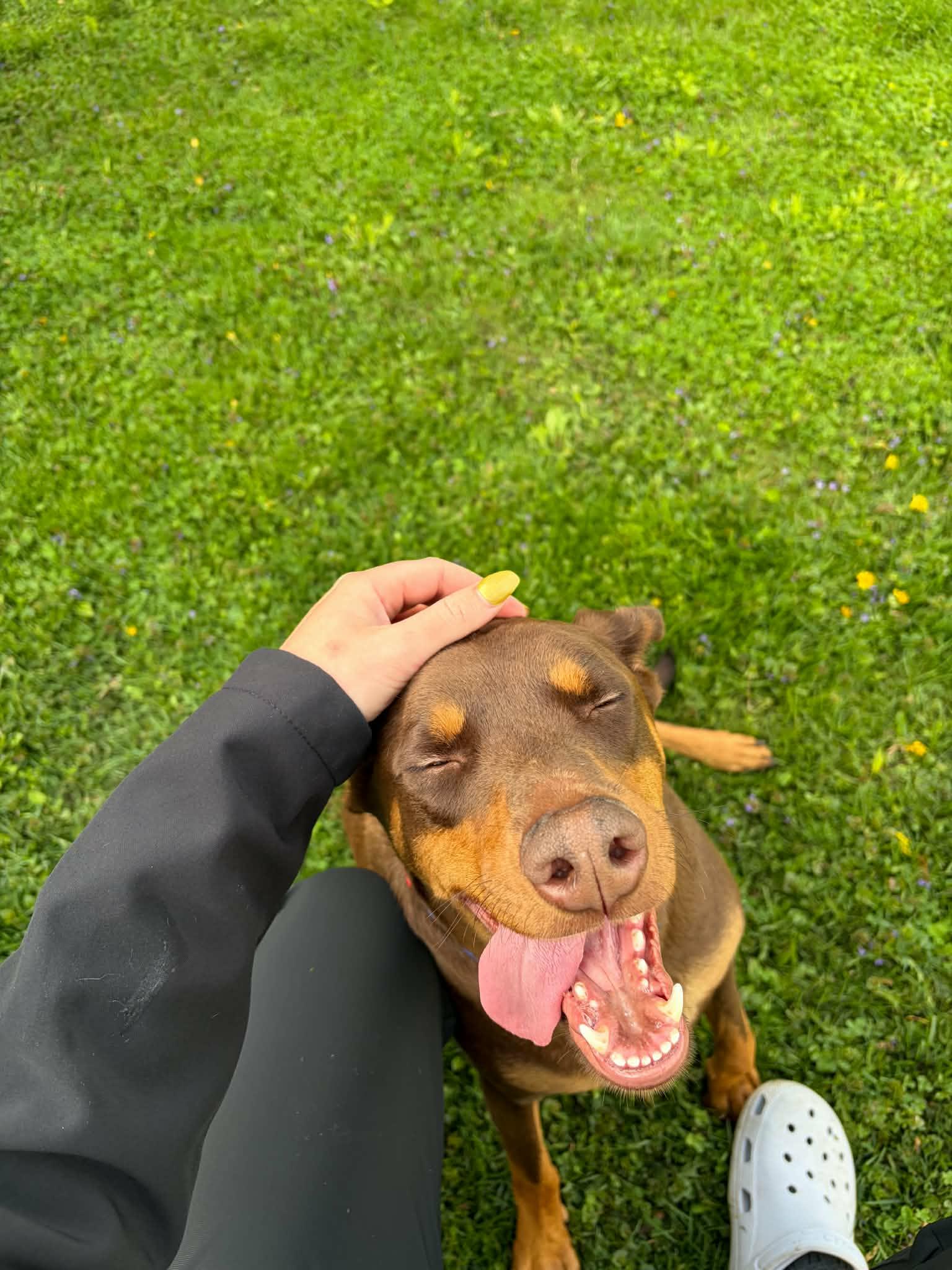 Enlarge LUTHER   $425, an adoptable Doberman Pinscher in Milwaukee, WI image 5/6
