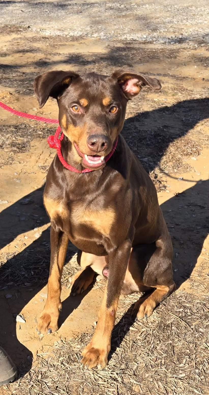 LUTHER   $425, adoptable, Adult Male Doberman Pinscher.