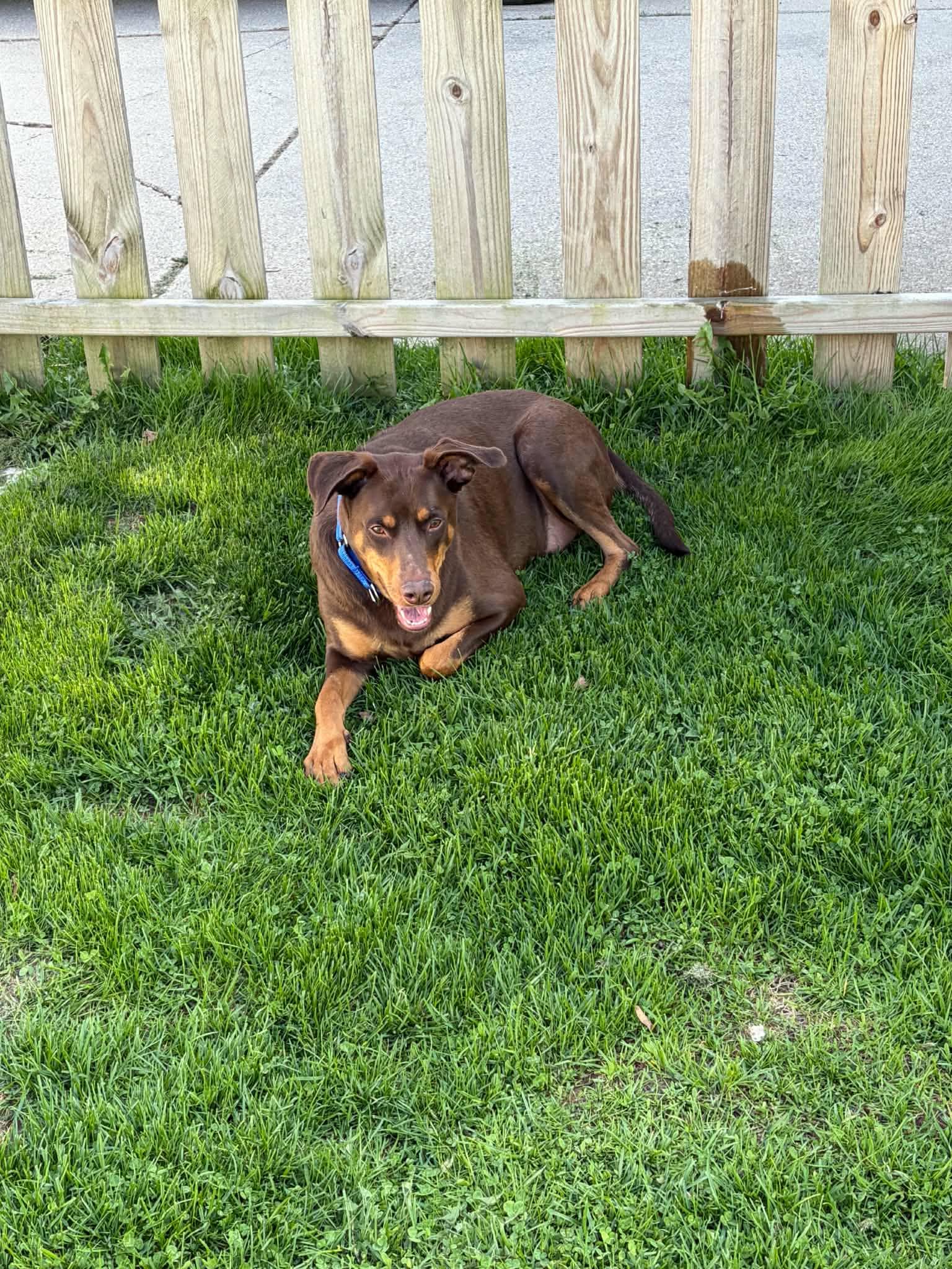 Enlarge LUTHER   $425, an adoptable Doberman Pinscher in Milwaukee, WI image 6/6