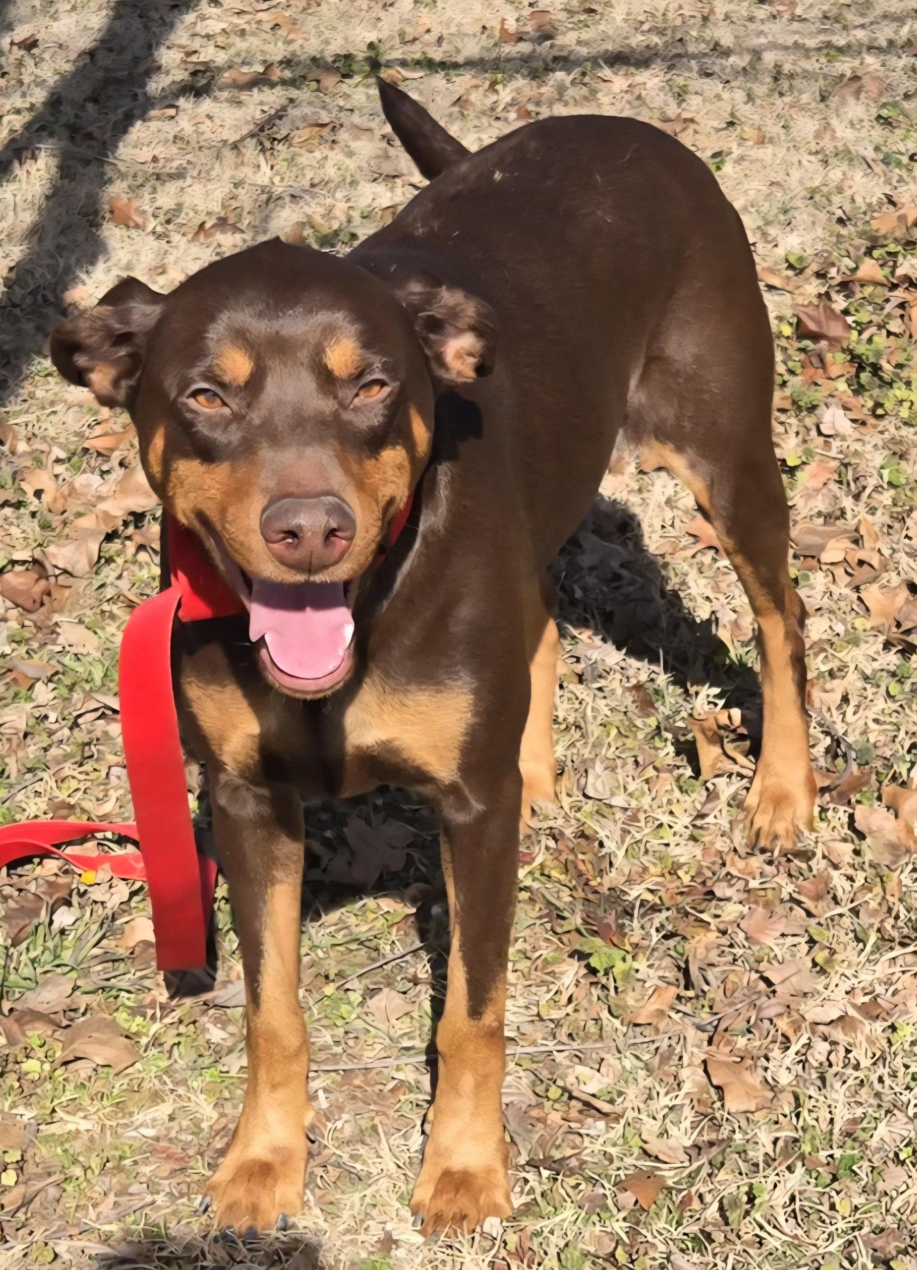 Enlarge LUTHER   $425, an adoptable Doberman Pinscher in Milwaukee, WI image 2/5