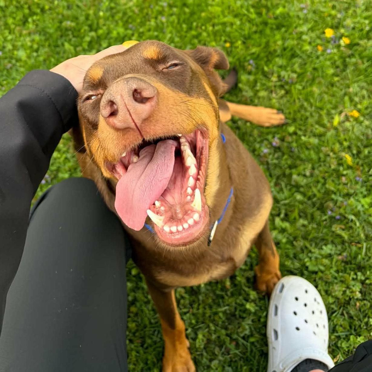Enlarge LUTHER   $425, an adoptable Doberman Pinscher in Milwaukee, WI image 1/6