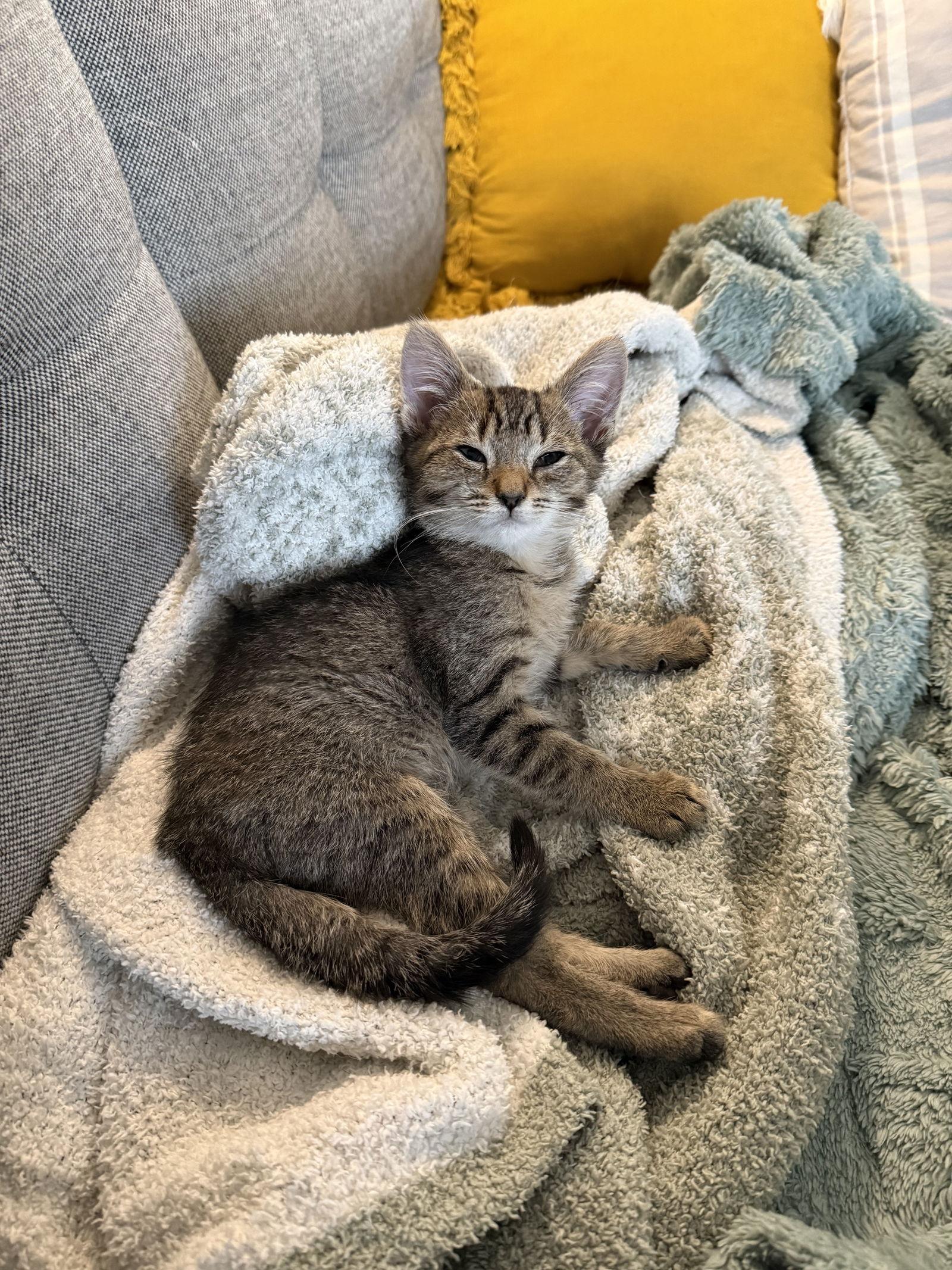 Dre Mayfaire, a Adoptable Domestic Short Hair in Philadelphia, PA image 3/3